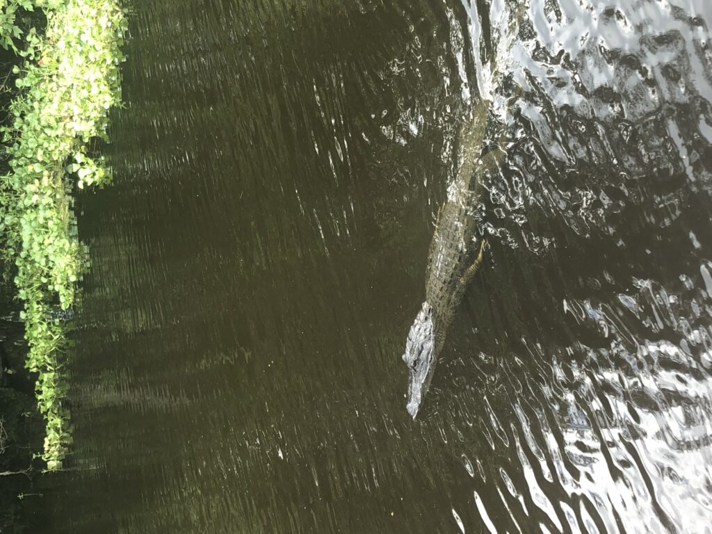 A large alligator swimming in the water.